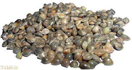 فواید شاهدانه