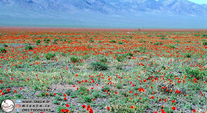 نمایندگی نیوشا در شهریار