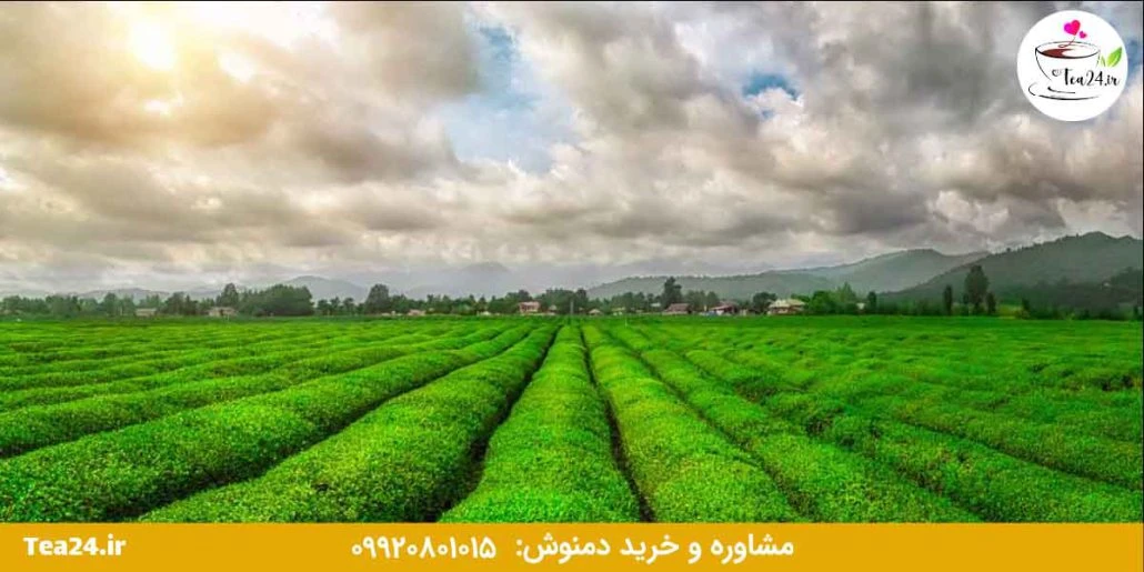 این تصویر مزرعه اختصاصی چای نیوشا است