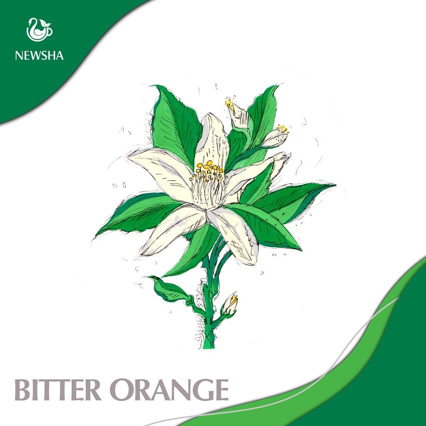 گیاه بهارنارنج