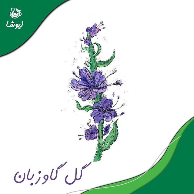 گیاه گل گاوزبان