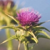 milk thistle plant