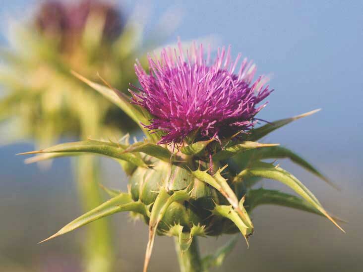 milk thistle plant