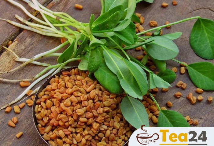 گیاه شنبلیله