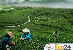 چای و مزارع چای