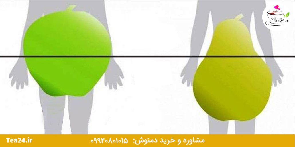 این تصویر اندام گلابی و سیب را نشان می دهد